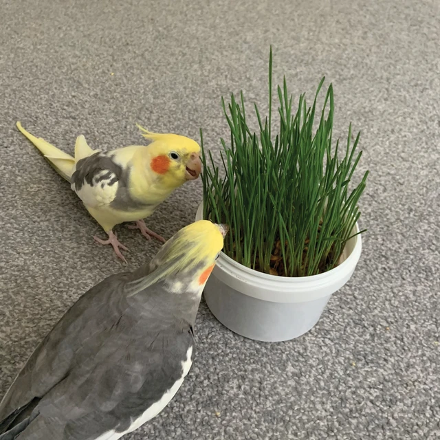 organic-oat-grass-parrot-treat-1789827472059.webp