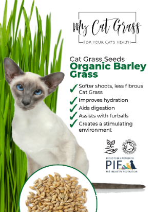 Cat Grass Seeds Barley