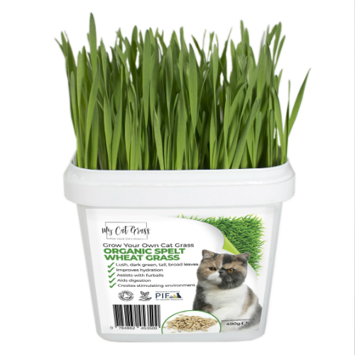 Grow Your Own Cat Grass Kit Wheat